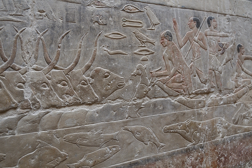 40 MAK_6914.jpg - Gli uomini sulla barca, per indurre la mandria ad affrontare l’attraversamento pericoloso delle acque, trascinano un vitellino che, spaventato, muggisce e si gira verso la madre che lo segue, e così tutti gli altri bovini.